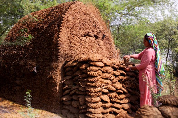 Rural women of Indian ethnicity arranging animal dung outdoor in nature.
